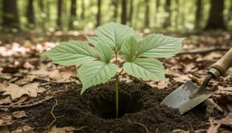 Close-up of a mature wild American ginseng plant with three or more prongs growing in a forest, next to disturbed dark soil and a hand trowel edge.